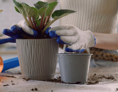 植え替え 植物の成長にあわせて植え替えを