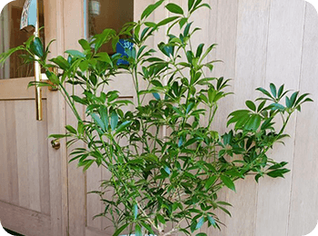 観葉植物