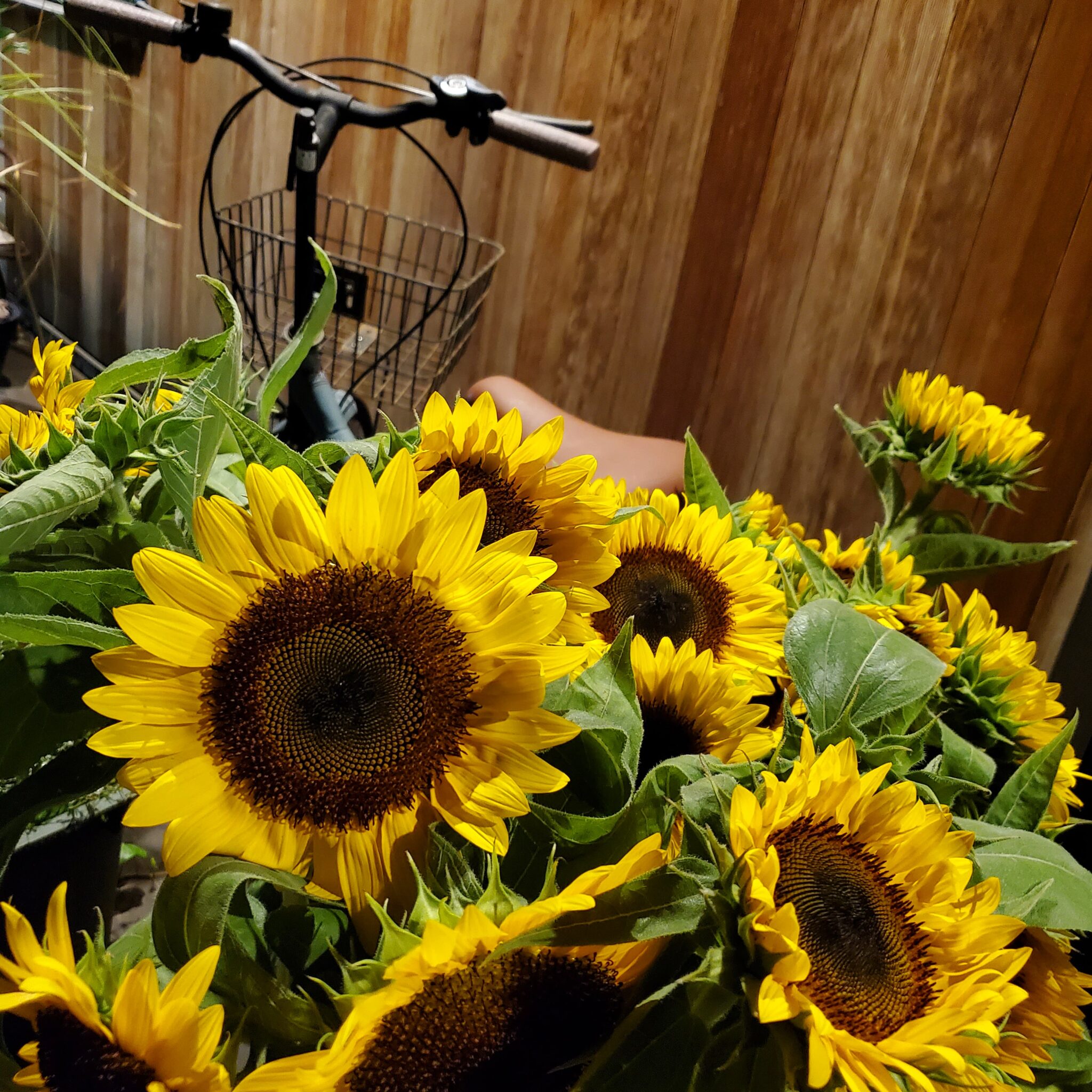暑すぎた夏でした　花は秋色　　